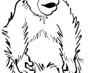 Coloriage et dessins gratuit Petit orang-outan à imprimer