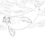 Coloriage Phoque moine en cours d'extinction