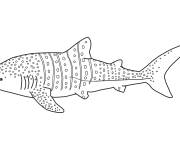 Coloriage et dessins gratuit Requin-baleine à imprimer