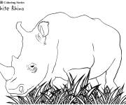 Coloriage Rhinoc&eacute;ros blanc
