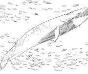 Coloriage Rorqual bleu