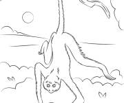 Coloriage et dessins gratuit Singe-araign&eacute;e à imprimer
