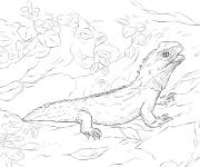 Coloriage Sph&eacute;nodon du Nord
