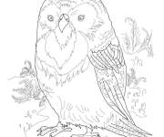 Coloriage Strigops kakapo r&eacute;aliste