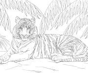 Coloriage Tigre de Sumatra animal menac&eacute;