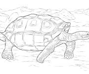 Coloriage Tortue g&eacute;ante menac&eacute;