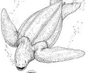 Coloriage Tortue luth en risque d'extinction