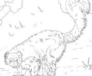 Coloriage Vari roux r&eacute;aliste