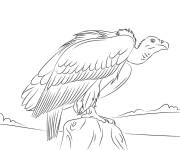 Coloriage et dessins gratuit Vautour indien à imprimer