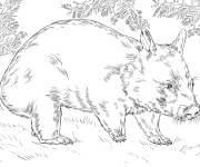 Coloriage Wombat &agrave; museau poilu