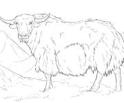 Coloriage et dessins gratuit Yak d'Inde r&eacute;aliste à imprimer