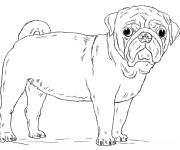 Coloriage Carlin mignon r&eacute;aliste