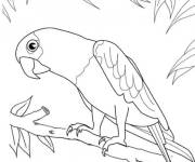 Coloriage Perroquet gentil
