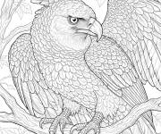 Coloriage Aigle harpie r&eacute;aliste