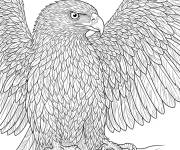 Coloriage Aigle royal r&eacute;aliste