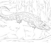 Coloriage Alligator de Chine r&eacute;aliste