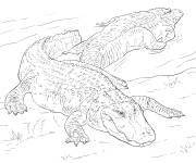 Coloriage Alligators d'Am&eacute;rique r&eacute;aliste