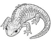 Coloriage Ambystome macul&eacute; r&eacute;aliste