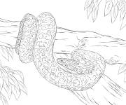 Coloriage Anaconda jaune r&eacute;aliste