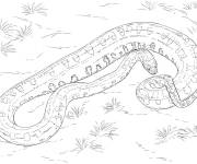 Coloriage Anaconda vert r&eacute;aliste
