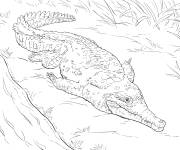 Coloriage Animal crocodile de l'Or&eacute;noque r&eacute;aliste