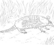 Coloriage Animal de tatou a neuf bandes d&eacute;taill&eacute;