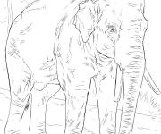 Coloriage Animal &eacute;l&eacute;phant asiatique r&eacute;aliste