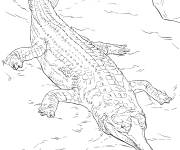 Coloriage et dessins gratuit Animal gavial r&eacute;aliste à imprimer
