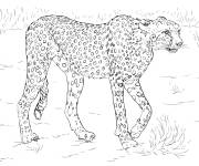 Coloriage Animal gu&eacute;pard r&eacute;aliste