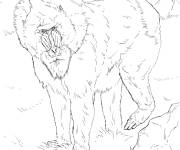 Coloriage Animal Mandrill r&eacute;aliste