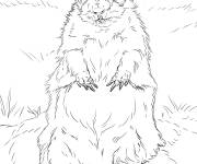 Coloriage Animal Marmotte r&eacute;aliste