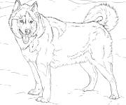 Coloriage Animal Rauque r&eacute;aliste