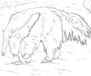 Coloriage Animal Tamanoir r&eacute;aliste