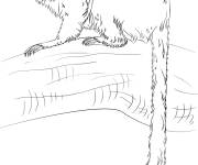Coloriage Animal Tamarin lion dor&eacute; r&eacute;aliste