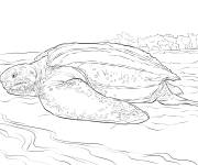 Coloriage et dessins gratuit Animal tortue luth r&eacute;aliste à imprimer