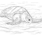 Coloriage Animal Tortue oliv&acirc;tre r&eacute;aliste