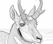 Coloriage Antilocapre r&eacute;aliste