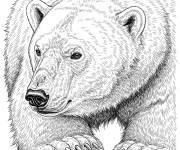 Coloriage Aper&ccedil;u Ours Polaire R&eacute;aliste