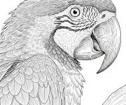 Coloriage Ara ararauna r&eacute;aliste