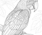 Coloriage Ara Macao r&eacute;aliste