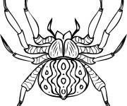 Coloriage Araign&eacute;e R&eacute;aliste