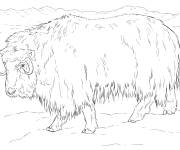 Coloriage et dessins gratuit B&oelig;uf musqu&eacute; r&eacute;aliste à imprimer