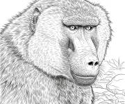 Coloriage Babouin chacma r&eacute;aliste