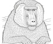Coloriage Babouin de Guin&eacute;e r&eacute;aliste