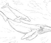 Coloriage Baleines &agrave; bosse r&eacute;aliste