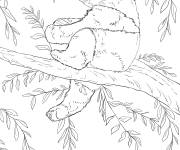Coloriage B&eacute;b&eacute; panda r&eacute;aliste
