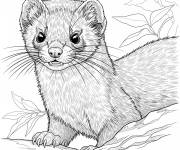 Coloriage Belette r&eacute;aliste