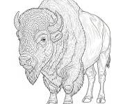 Coloriage Bison d&rsquo;Am&eacute;rique r&eacute;aliste