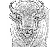 Coloriage Bison d&rsquo;Europe r&eacute;aliste