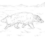 Coloriage Blaireau d'Am&eacute;rique r&eacute;aliste